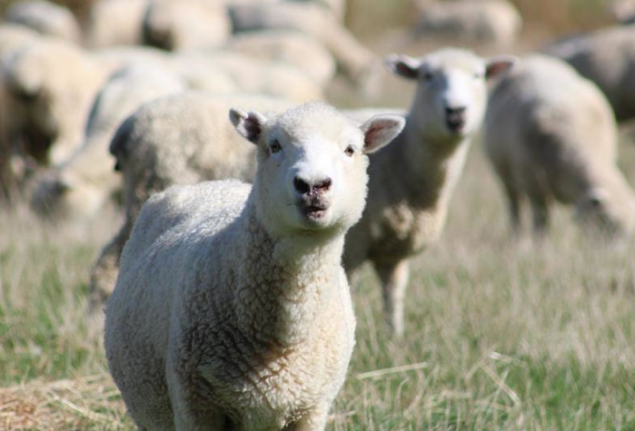 rewildproject's tweet photo. Tech-Savvy Farmers Using Drones to Herd Sheep? https://t.co/EQRAM6K8DW  #technews #farmers #sheep https://t.co/omkucLpCcH