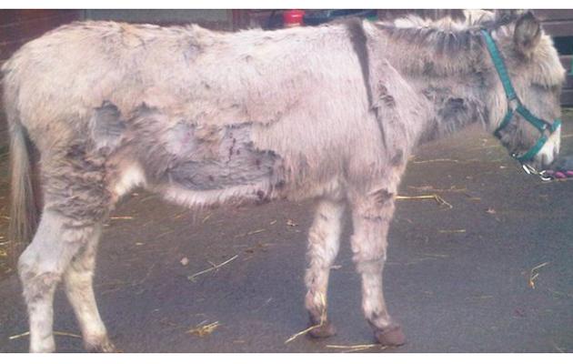 horseandhound's tweet image. Police are still appealing for information after a donkey was stabbed 12 times in her stable po.st/gN2gTm