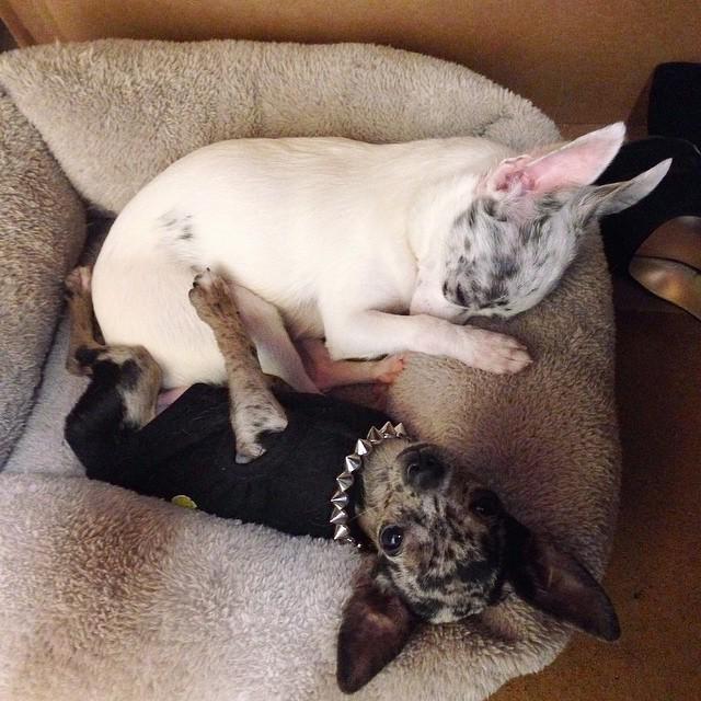 sarahzimmies's tweet image. Being an #officedog is hard work.. Lots of naps and snuggles @pixieandblitz