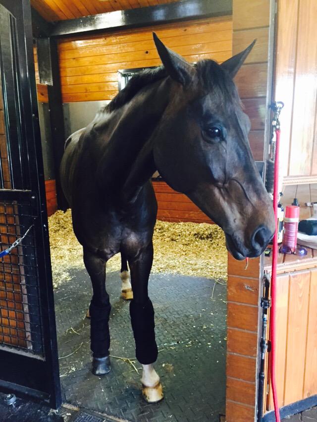 lizhalliday's tweet photo. Blackie enjoying his @ProfChoice ice boots after his penultimate gallop b4 Rolex!#onemoretogo #RoadtoRolex #GoBlackie http://t.co/4qgNziJJbe