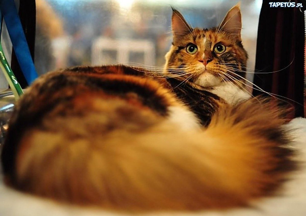 "Czy dom bez kota - najedzonego, dopieszczonego i należycie docenionego - zasługuje w ogóle na miano domu?"Mark Twain