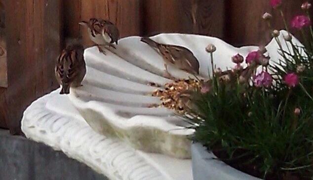 Zaterdag lentefair &amp; stekjesbeurs ! ...50 Rt en er verloten deze vogel drinkschaal onder de Rt