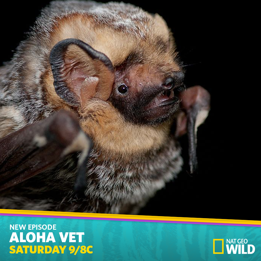 nate_driver122's tweet photo. "@natgeowild: Bats use echolocation to find prey but also to greet each other http://t.co/Xq7JhkS1f9" Mt: how neat is that #nrt255