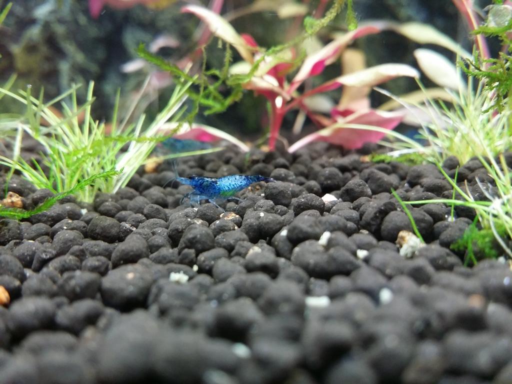 lilmathshrimp's tweet photo. She's got eggs... http://t.co/5Jb3ZbGIU0