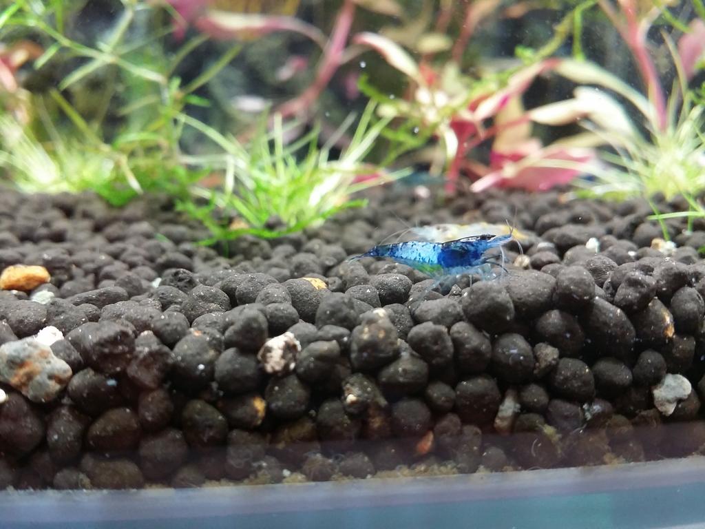 lilmathshrimp's tweet photo. She's got eggs... http://t.co/5Jb3ZbGIU0