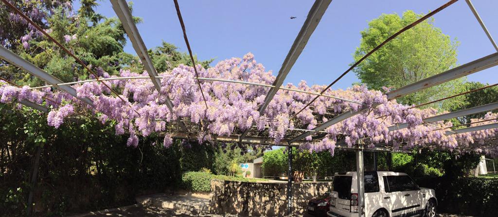 pacoragageles's tweet photo. Primavera en la oficina #campusplex http://t.co/nAdPW1jeo6