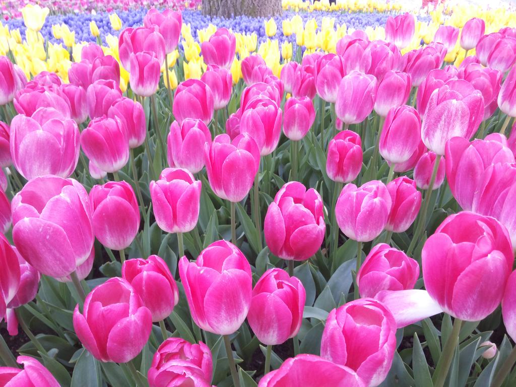 Emeği geçenlerin ellerine sağlık <a href="/EmirganKorusu/">Emirgan Korusu</a> <a href="/istanbulbld/">İstanbul Büyükşehir Belediyesi</a>