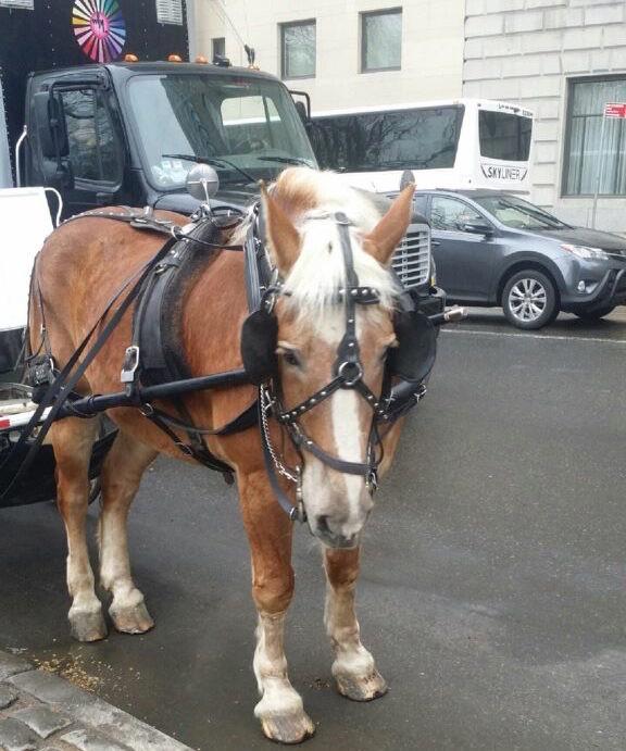 Randallsanimals's tweet photo. Fury's a 23 yr old horse who bolted recently cuz he hates his job-It's time 2 BAN NYC carriage rides! @NYCLASS xo RT http://t.co/rcn3lW97vd