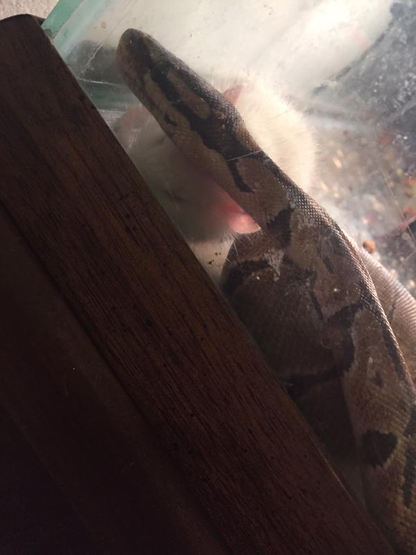 KillerFromParis's tweet image. "Ma tante a un serpent, donc elle a achetée une souris pour le nourrir mais ils sont devenus meilleurs amis"