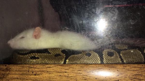 KillerFromParis's tweet image. "Ma tante a un serpent, donc elle a achetée une souris pour le nourrir mais ils sont devenus meilleurs amis"