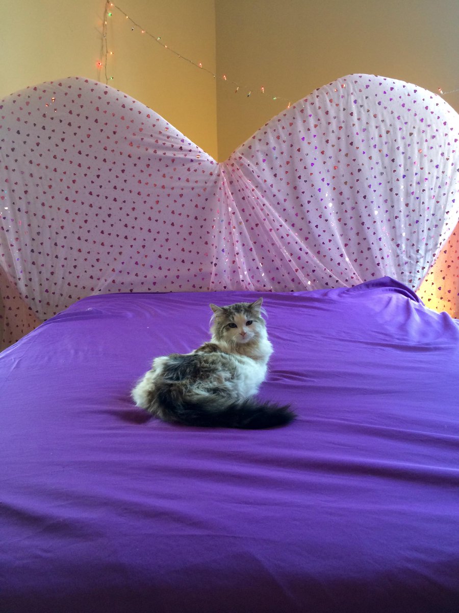 athensvet's tweet photo. Lost cat in the boulevard area. If found please call: 678 951 7161. He is an indoor cat and not used to being outside http://t.co/zWdUIC3bCd