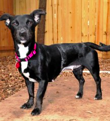 BarkBuddy's tweet photo. Call the Knowles fam bc this dynamite dog hails from Houston TX,Baby! Adopt Madison today!
http://t.co/E0Zc3iIgJT http://t.co/MLroNjSY1k