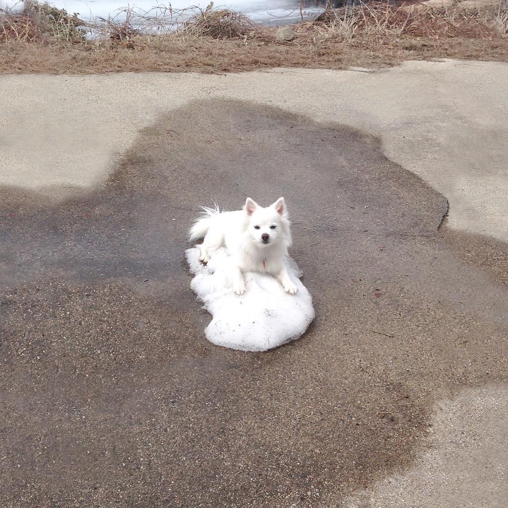 Perrinpup tweet picture