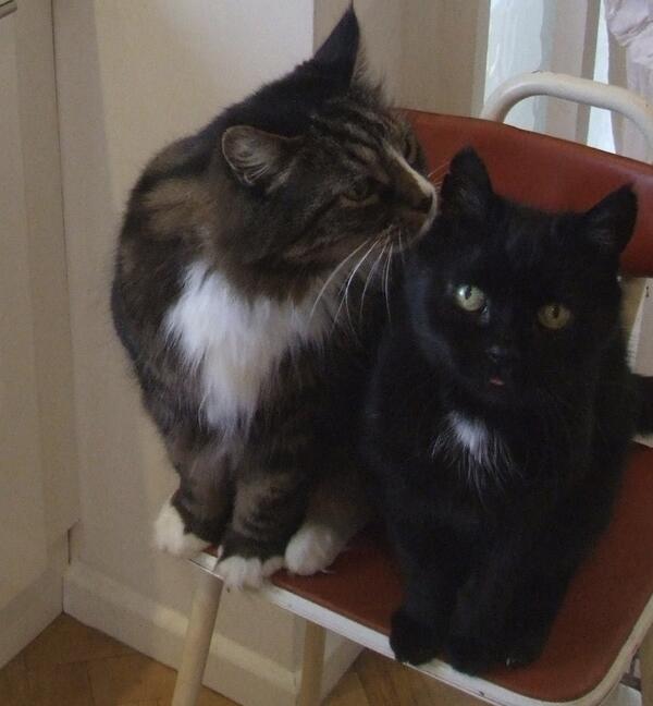 MYSADCAT's tweet photo. My cat is sad because my other cat has already illegally streamed Game Of Thrones and is whispering spoilers to him. http://t.co/77tA6w2LAb