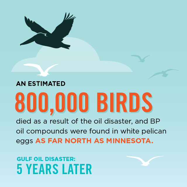 RestoreDelta's tweet photo. Did you know an estimated 800,000 birds died as a result of the BP #oilspill? http://t.co/ECr6zvwaNe #makeBPpay http://t.co/QC1GNhfUIV