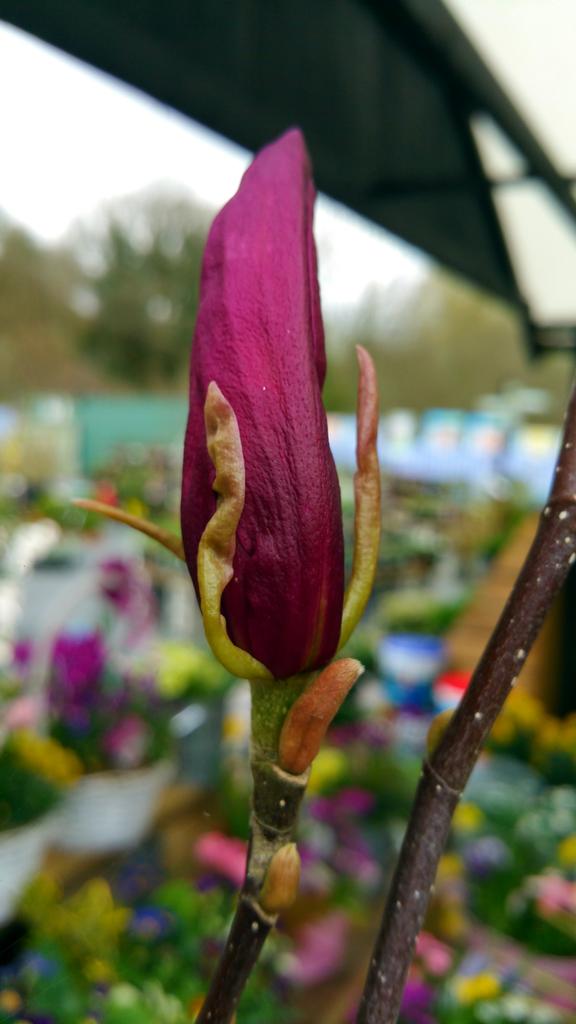 SweetMagnoliaGC's tweet photo. Magnolias starting to bloom #gardening http://t.co/ojwb4DbRLC