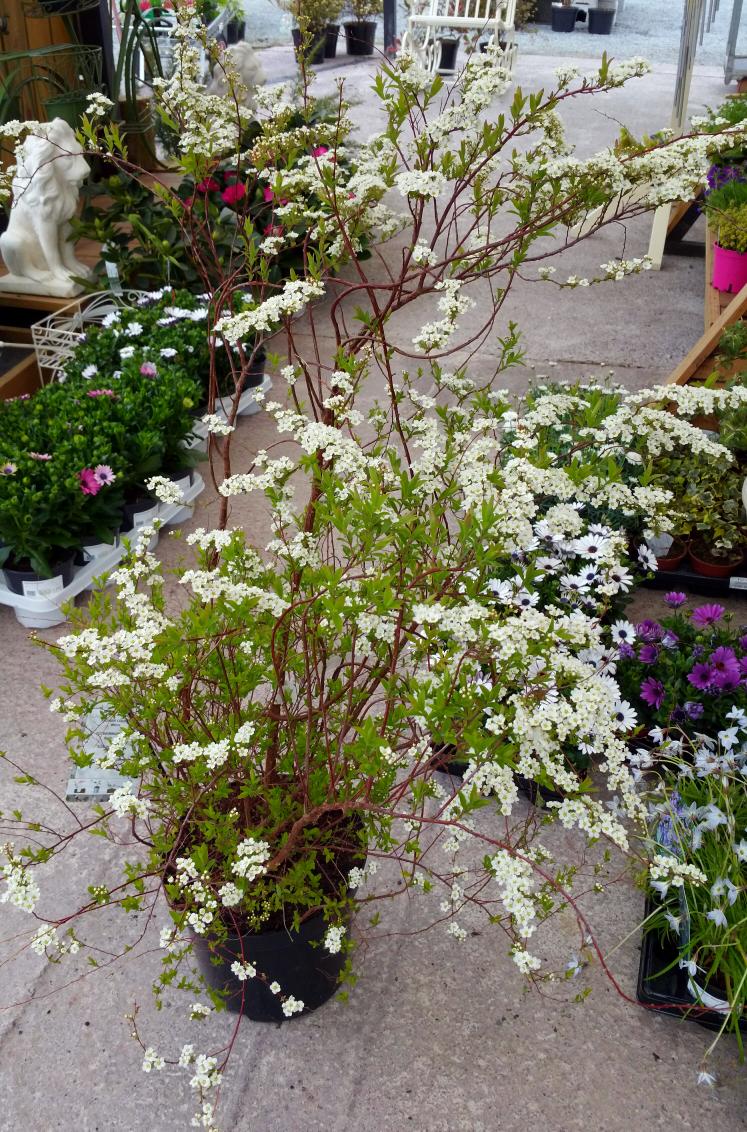 SweetMagnoliaGC's tweet photo. Bridal Wreath in flower #gardening  #irish http://t.co/7uAM0uJ1Xg