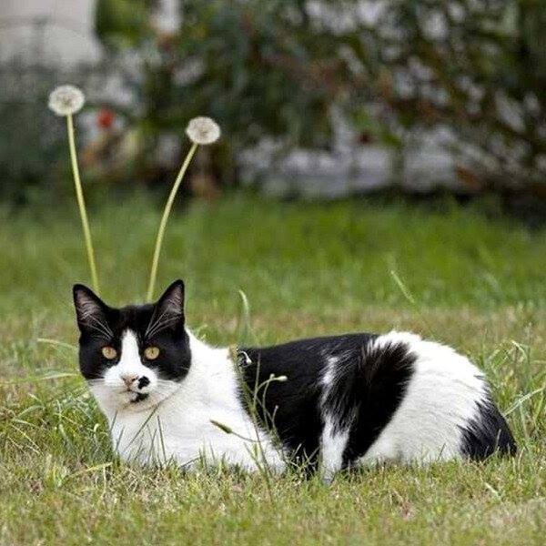 MartinHeidy's tweet image. Se #anima e #corpo sono attributi distinti, dovremmo decidere dei due quale è meglio avere?