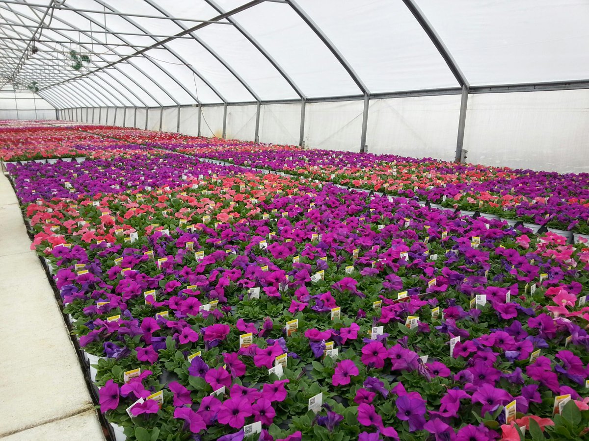 BellNursery's tweet photo. Petunias! It's color like this that makes #BellNursery proud to provide #HomeDepot &amp; customers with garden greatness! http://t.co/0P4NeLFHvs