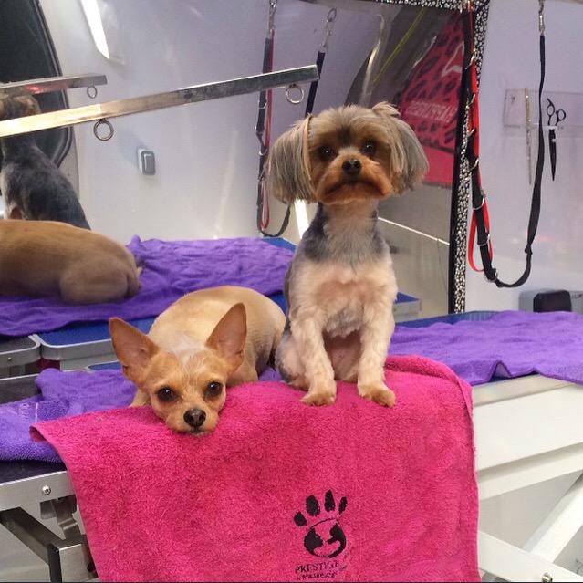 nannypat_carol's tweet photo. @PrestigePaws thanks for our lovely grooming we look so handsome http://t.co/4nUDupNkXs