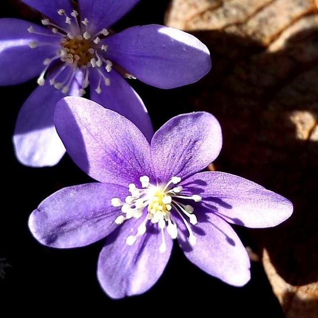 NorwayInstagram's tweet photo. Massevis av blåveis i Furuberget🍃
#utpåtur #visithedmark #stier #ute #ilovenorway_hedmark #skogen #forest #naturadd… http://t.co/8T1rbJmGQB