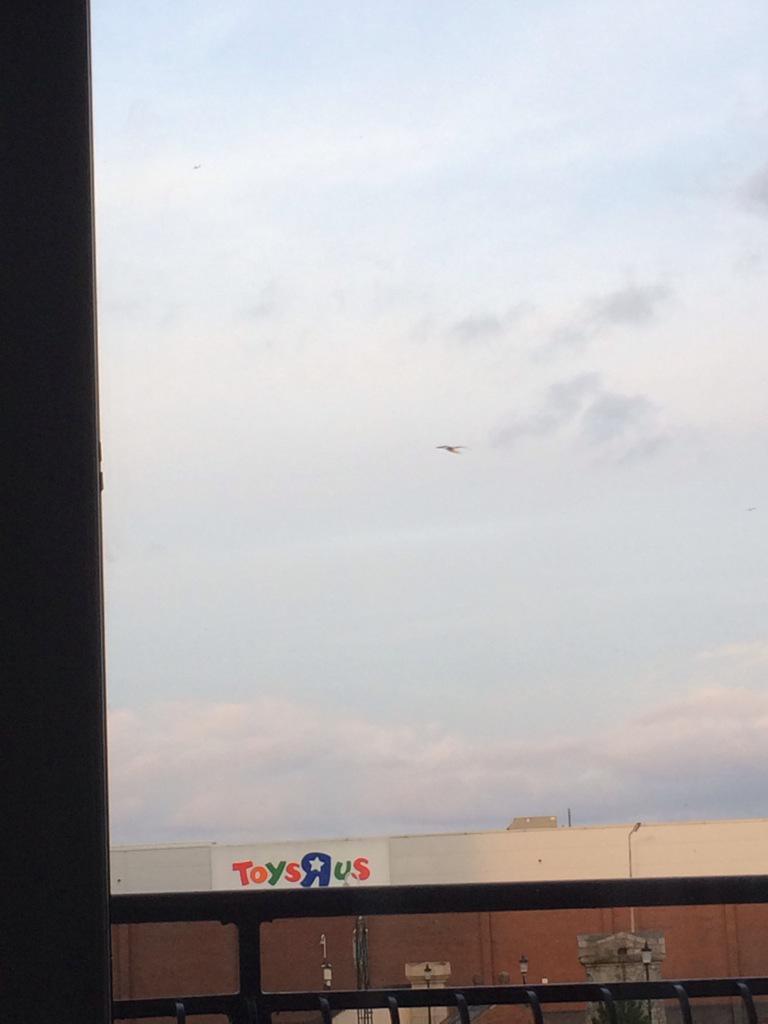 Lgbt_lawyer's tweet photo. Drogon spotted over Toys r Us. Children beware! @skyatlantic @GameOfThrones #FindDrogon #GameofThrones http://t.co/QVOjLDK5PV