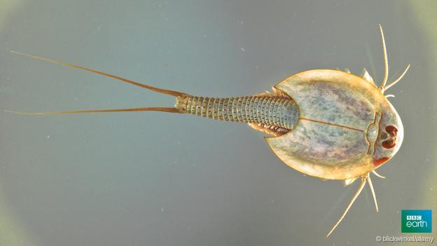 NRT255CoreyB's tweet photo. "@BBCEarth: Is it possible for evolution to simply stop? http://t.co/62eEguHcd2 http://t.co/SvAg7upf9M" #NRT255