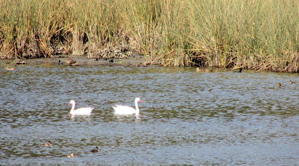 Seremi M.A. Maule tweet media