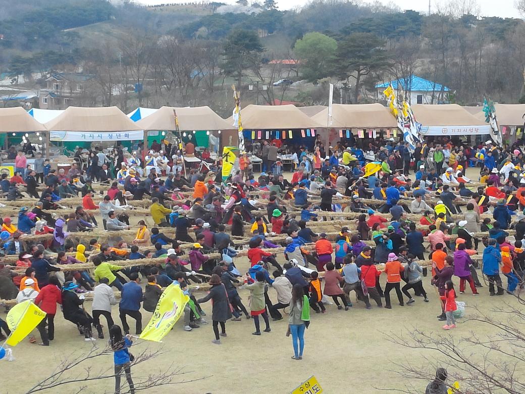 당진시의 기지시줄다리기 모습입니다.