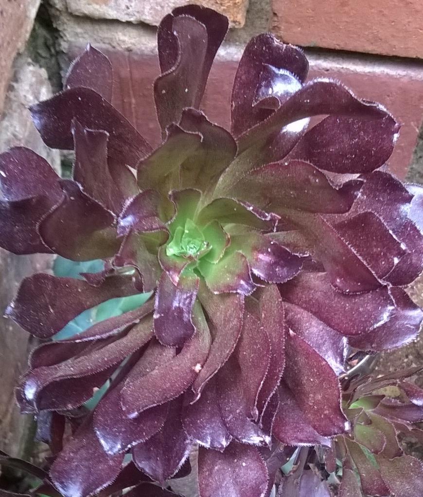 tanyas_hatfield's tweet image. Another beautiful #echiveria #succulant in my own garden. I love these plants!