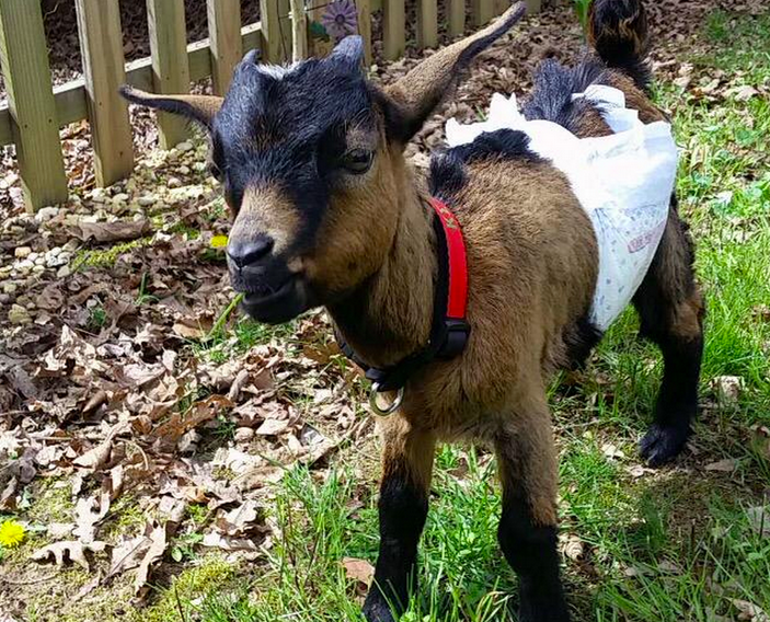 Tennessee Tech Campus Shaken After Attempted Fraternity Goat Kidnapping: ow.ly/Lyuz8  by @RogerJDorn