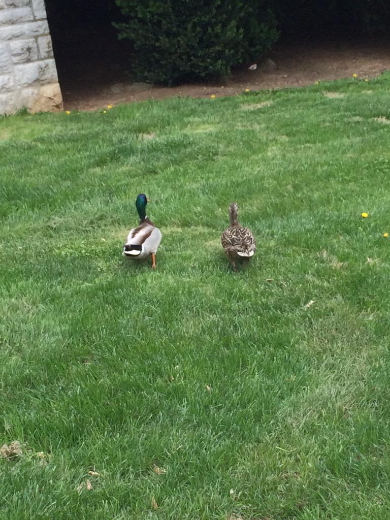 dontlookatme33's tweet photo. So honored to be in the presence of the #duckcouple http://t.co/LImUUebUDp