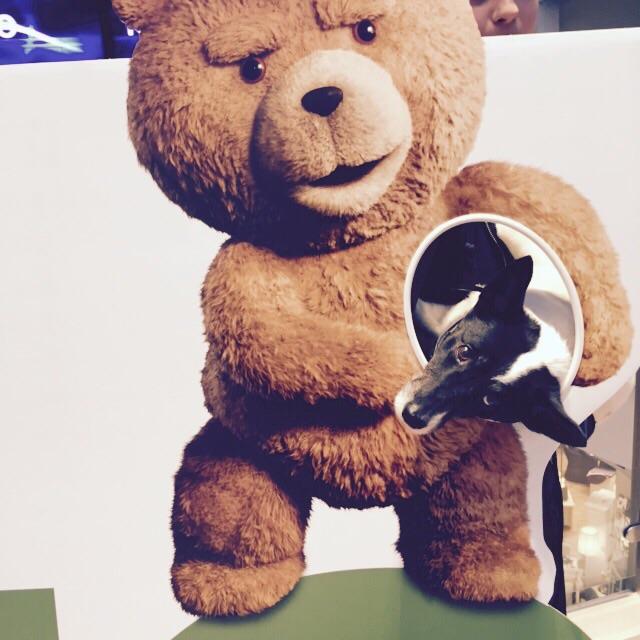 LeaJurcevicOF's tweet photo. 🐕🐻 http://t.co/rQppJR6Gnd