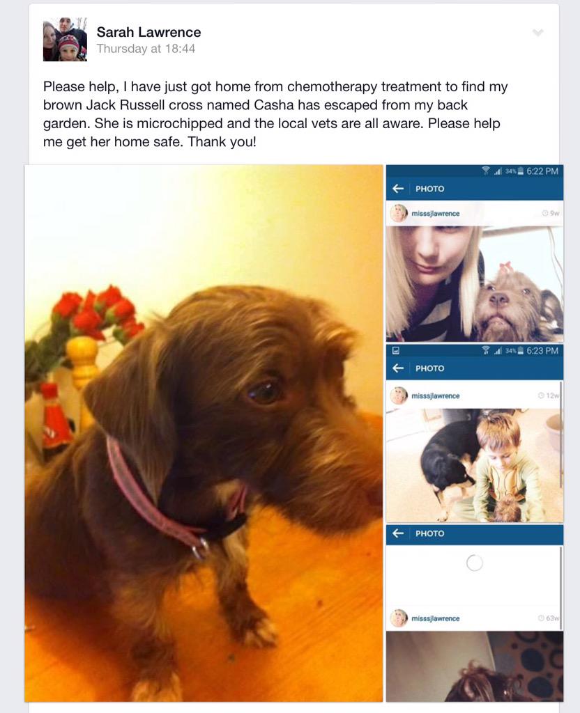 Jocanlose's tweet photo. @cox_tom  #findcasha help us find Casha, missing from Didcot since last Thurs, her owner is undergoing chemo http://t.co/Q5UuflSL3S