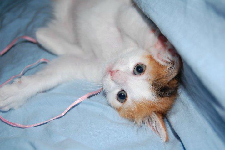 KiraLadyBoss's tweet photo. Cucú wiiiih ≧◡≦ A que era muy mona mami??? @LadyBossChannel http://t.co/gpknRIFPaL