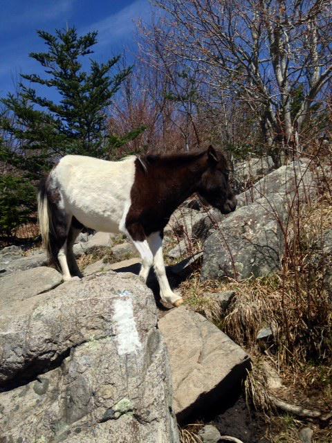 dbarkley11's tweet photo. My New Hiking Partner @ Greyson Highlands April 12 http://t.co/v4D24Dw9Tl