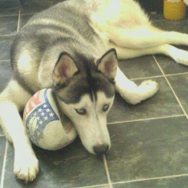 CroftRylann's tweet photo. I'll miss this dog sooooooooo much =( http://t.co/k9Y2Ei7w6U