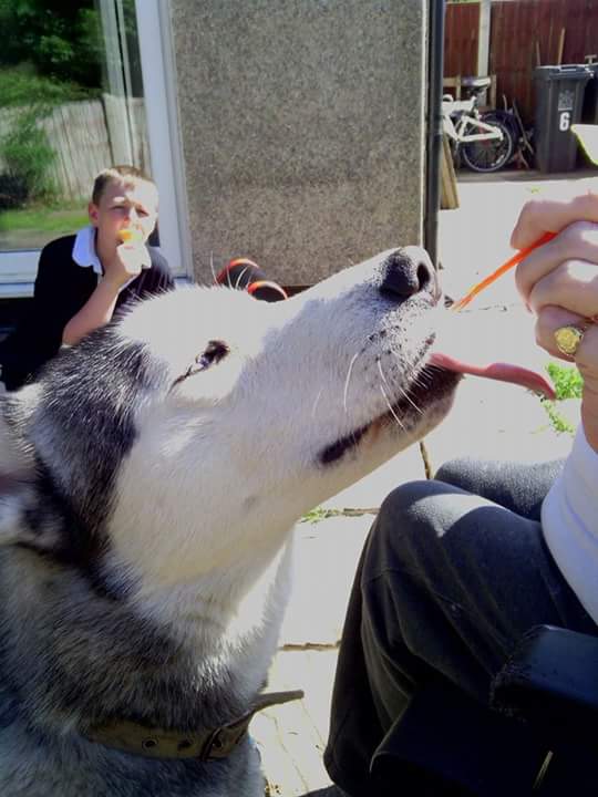 CroftRylann's tweet photo. I'll miss this dog sooooooooo much =( http://t.co/k9Y2Ei7w6U