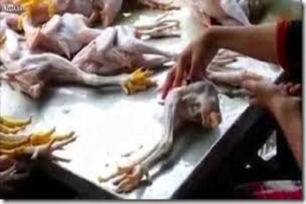NoticiasCNN_'s tweet photo. Mira como engordan a los pollos muertos en 10 minutos. ¡NOS ENGAÑAN!

Ver→ http://t.co/fefKdHEypA http://t.co/iTu6X2XxiA