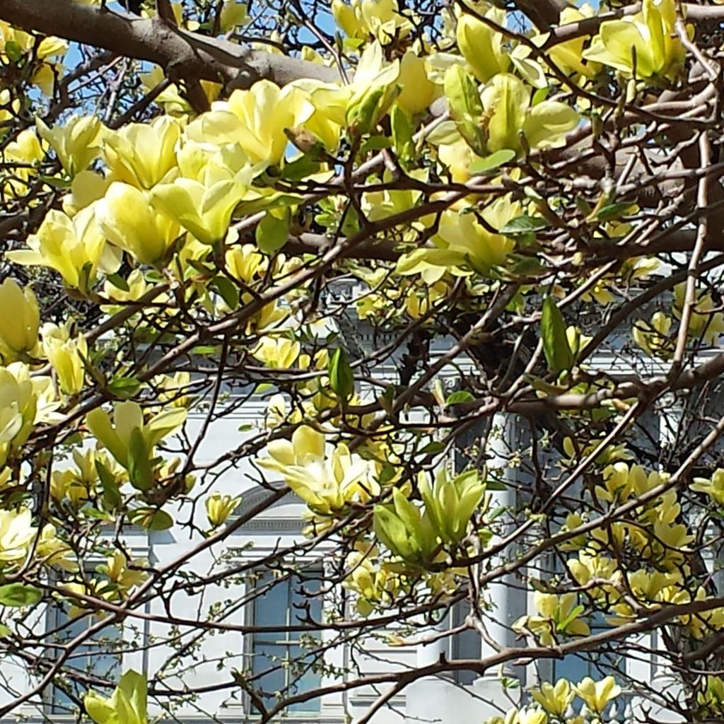 CarolusFecit's tweet photo. Are these Magnolia blossoms #YelloworGreen? http://t.co/ggt4dfNCbA