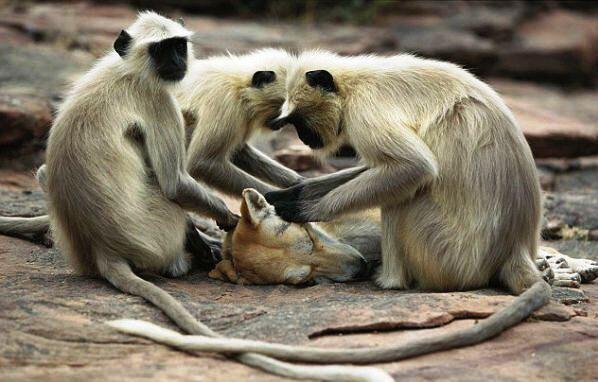 HayQueSaberlo's tweet photo. Estos langures de la India incluyeron en su "sesión de spa salvaje" a un perro que se acercó a recibir mimos. http://t.co/3p4u7Oj40F