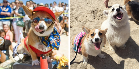 BuzzFeed's tweet photo. Hundreds of corgis got together for the most adorable corgi beach day http://t.co/AK6zxIID3Z http://t.co/L1V0TdeuHV
