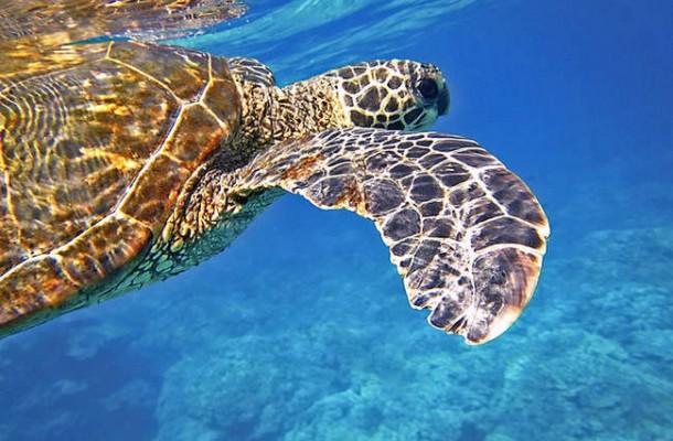 Trabajarmundo's tweet photo. Programa de voluntariado con tortugas en Estados Unidos http://t.co/vBuXN7CmWT http://t.co/0ZMz1LeJPm