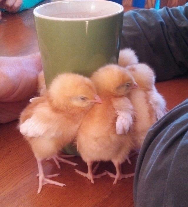 Aston_Amelia's tweet photo. Chicks huddling around a warm cup of coffee #toocute http://t.co/UaXXVmZkFt