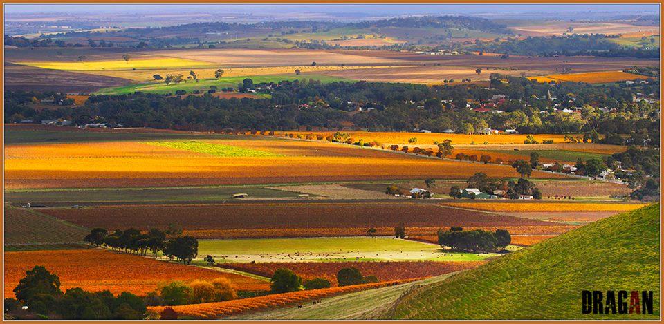Autumn in #Barossa <a href="/winewankers/">The Wine Wankers 🍾🤛🎉🥂</a> <a href="/JMiquelWine/">Julien Miquel #Wine</a> <a href="/MrScottEddy/">Scott Eddy ✈️</a> <a href="/tinastullracing/">Tina</a> <a href="/MacCocktail/">MacCocktail (@MacCocktail.bsky.social)</a> <a href="/LoriMoreno/">#InfluencerMarketing Host</a> #adelaide #wine