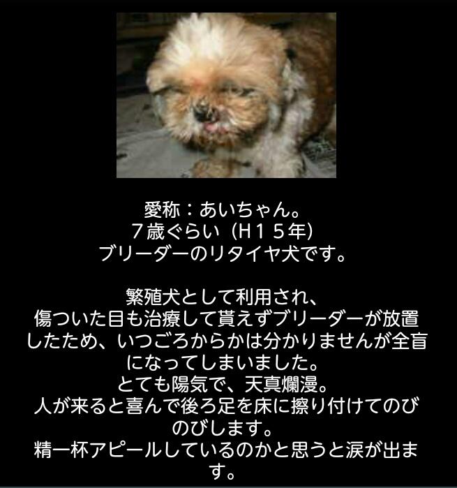 hana_ko45's tweet photo. あいちゃんは目が見えません。。
ペットショップ大国の日本、このままで良いですか？私たちの無関心が、動物たちを苦しめているのです。
#ペットショップ反対 
#悪徳ブリーダー
#繁殖犬
#殺処分 http://t.co/p4Ap0lWd6Q