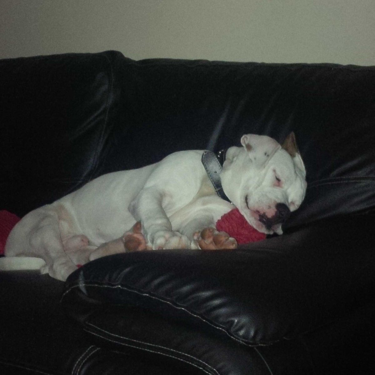 chanickyyy's tweet image. awwh! best take him for snuggles in bed #kaisy