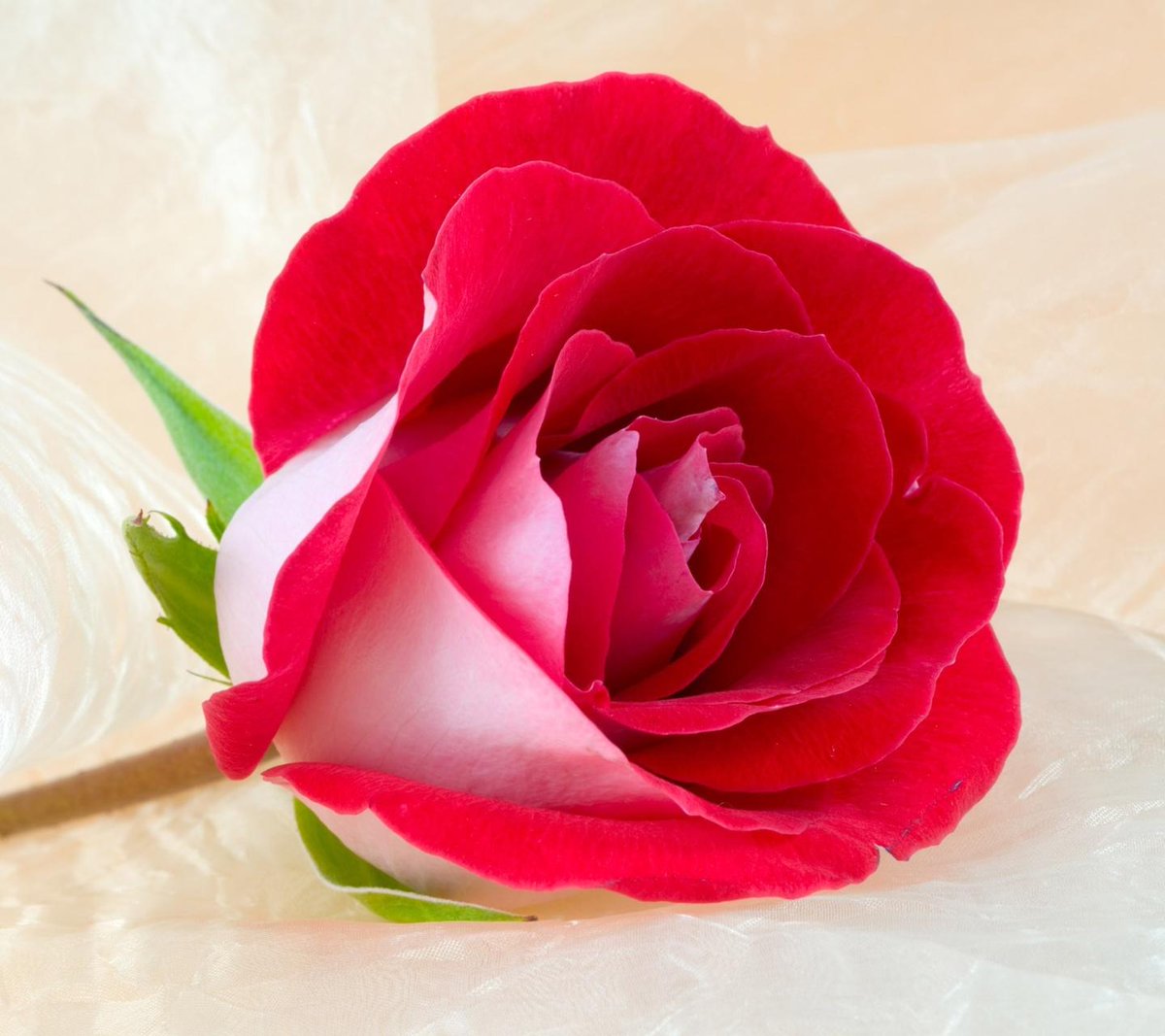 forozanrhimi's tweet photo. صبح قشنگ همه بخیر http://t.co/MmnSlZftmQ