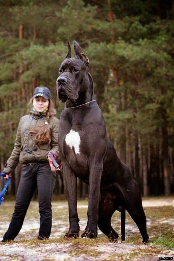 FlimsyPins's tweet photo. Me and my dog #shortgirlproblems http://t.co/iRjsBtECR9