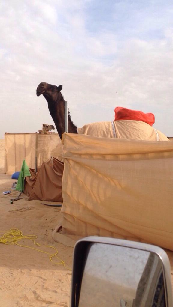 556For's tweet image. شريه العوضي من ابن شخبوط ب ٣٠٠